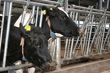 Более 450 млн рублей получат липецкие животноводческие предприятия молочного направления в текущем году