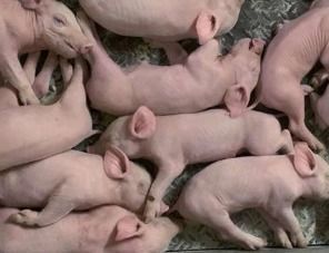 Германия подтвердила вспышку африканской чумы свиней у границы с Францией