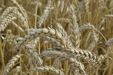 Кузбасские производители зерна получили 226 млн рублей субсидий
