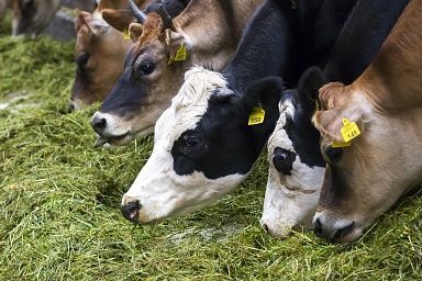 В животноводческих хозяйствах Кабардино-Балкарии работает «зеленый конвейер»