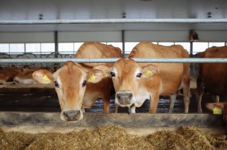 Фермерам Томской области разрешат выращивать племенных бычков и барашков