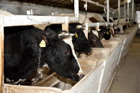 Около 150 хозяйств в Дагестане получили субсидии на содержание молочного стада КРС