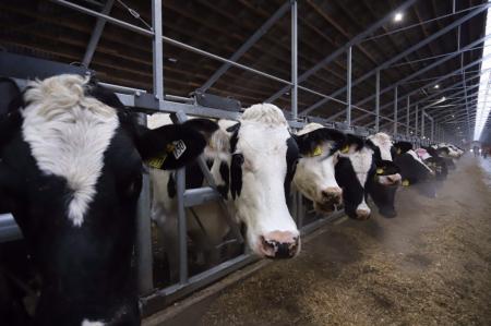 В Рязанской области достигнут максимальный годовой объем производства молока за 25 лет