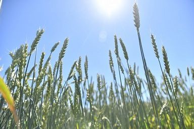 В Саратовской области планируется собрать не менее 4,5 млн тонн зерна