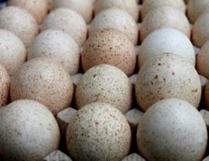 Птицеводческий комплекс «Урал» импортировал партию инкубационных яиц из Словакии