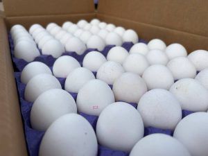 Видео: Россельхознадзор проконтролировал ввоз пищевых яиц из Турции, впервые поступивших в порт Новороссийска