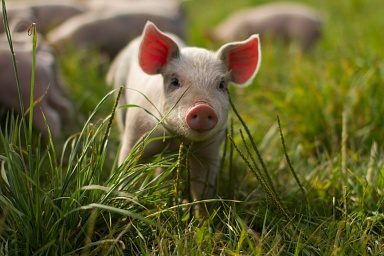 К 2030 году Россия может войти в пятерку крупнейших экспортеров свинины
