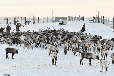 В ЯНАО стартовал основной этап кампании по заготовке мяса оленя