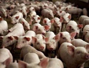 Цены на свинину повышаются во всех странах мира, в том числе и в России