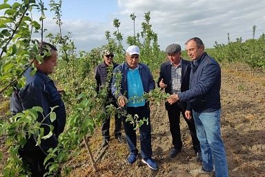 В Хасавюртовском районе Дагестана активно развивается садоводство