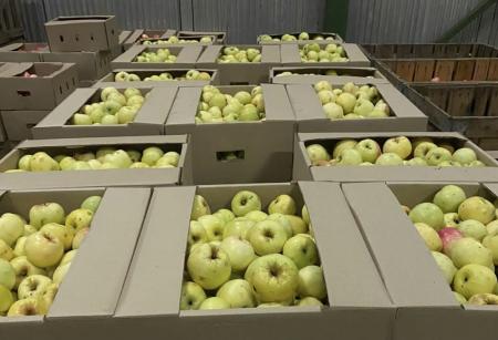 Производство яблок в Подмосковье продолжит расти и увеличится в два раза в 2021 году