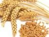 В Ульяновской области проконтролирован экспорт пшеницы в Латвию