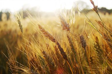 В Озинском районе Саратовской области собран рекордный урожай зерна