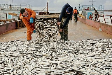 На счету рыбаков Ямала порядка 11 тыс. тонн улова