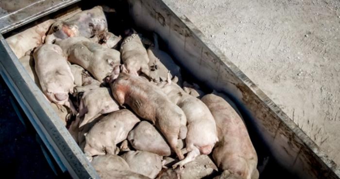 В Калининградской области уничтожено около 25 тысяч домашних свиней
