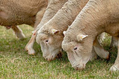 Овцеводы Забайкалья произвели почти 400 тонн шерсти