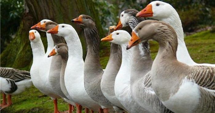Во Франции стартовала экспериментальная вакцинация водоплавающей птицы