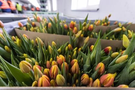 В Калининградской области в полтора раза выросло производство тюльпанов