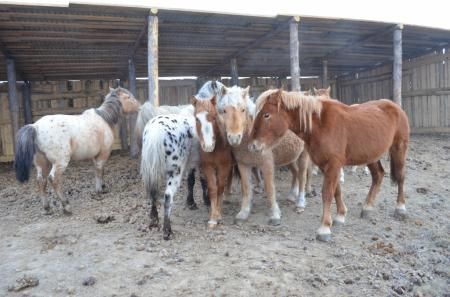 Забайкальских лошадей впервые экспортировали в Монголию