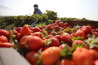 Тридцать липецких фермеров будут развивать свой бизнес с помощью гранта «Агростартап»