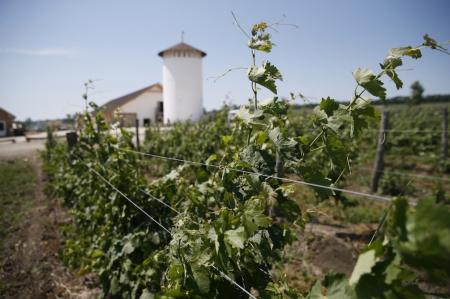 В 2022 году на Кубани расширят поддержку отрасли виноделия