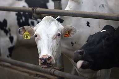 За 2022 год объемы производства молока в хозяйствах всех категорий Пензенской области составили около 345 тыс. тонн, поголовье крупного рогатого скота – более 141 тыс. голов
