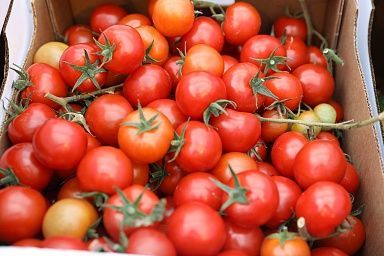 44 тысячи тонн томатов собрано в Липецкой области