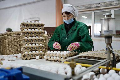 В Иркутской области с начала года произвели более 300 млн яиц