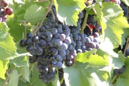В 2022 году господдержка ставропольских виноградарей и виноделов вырастет на 10 млн рублей
