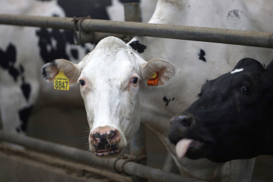 Объём реализации молока в сельхозорганизациях вырос на 5,9%