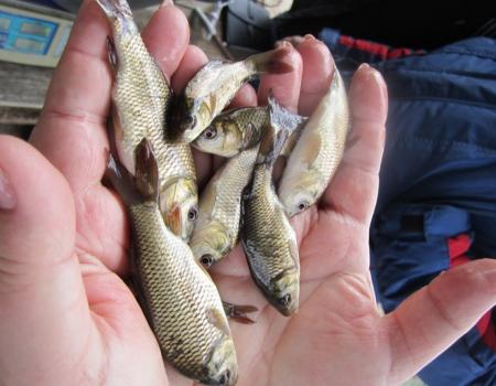 В Цимлянское водохранилище в рамках компенсационных мероприятий впущено более 750 тыс. мальков рыбы