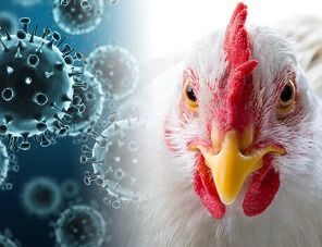 Очаг птичьего гриппа зарегистрирован на севере Курской области