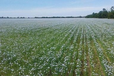 В Кабардино-Балкарии увеличиваются площади, занятые льном-кудряшом