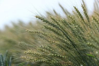 Работу в информационной системе «Зерно» обсудили участники зернового рынка Липецкой области