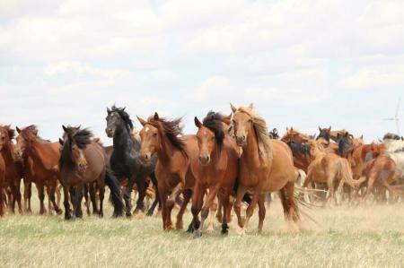 В Бурятии сразу четыре хозяйства претендуют на статус племенного репродуктора по разведению лошадей