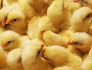 Компания «Агро-Атяшево» импортировала 13 500 суточных цыплят из Франции