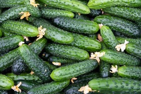 Аграрии Республики Крым с начала года собрали более 1,5 тыс. тонн овощей