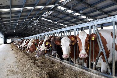 Развитие отрасли животноводства является одной из приоритетных задач Минсельхоза Херсонской области