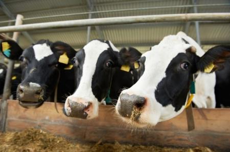 Новосибирские животноводы надаивают по 2000 тонн молока в сутки