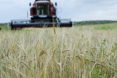В Вологодской области собрали более 210 тыс. тонн зерна