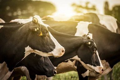 Объём реализации молока в сельхозорганизациях вырос на 4,4%