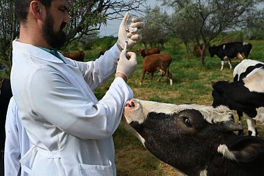 Специалисты ветеринарного центра Запорожской области следят за эпизоотическим благополучием региона