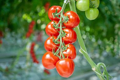 Липецкая область входит в число лидеров страны по производству томатов в закрытом грунте