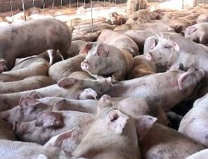 В Калининградской области выявлен второй очаг африканской чумы свиней