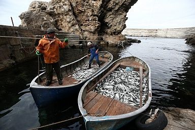 Республика Крым прочно удерживает позиции в первой пятерке по промыслу рыбы