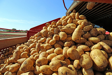 Минсельхоз выведет на новый уровень поддержку производителей картофеля и овощей