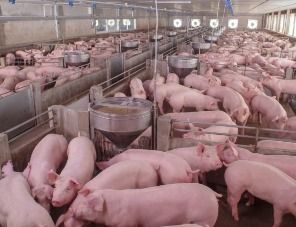 Ферма свинокомплекса «Ударный» в Омской области сменила владельца