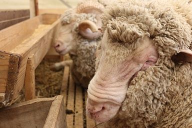 Донские овцеводы завоевали 11 медалей на Российской выставке племенных овец и коз