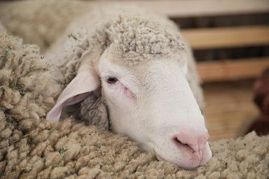Сельхозпредприятие в Казбековском районе Дагестана активно развивает молочное направление в овцеводстве