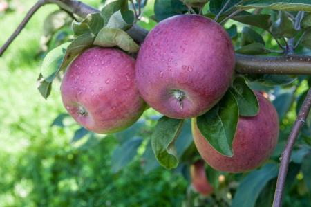 Около 70 тыс. тонн яблок соберут липецкие аграрии в этом году